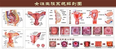 陰女|女性生殖器